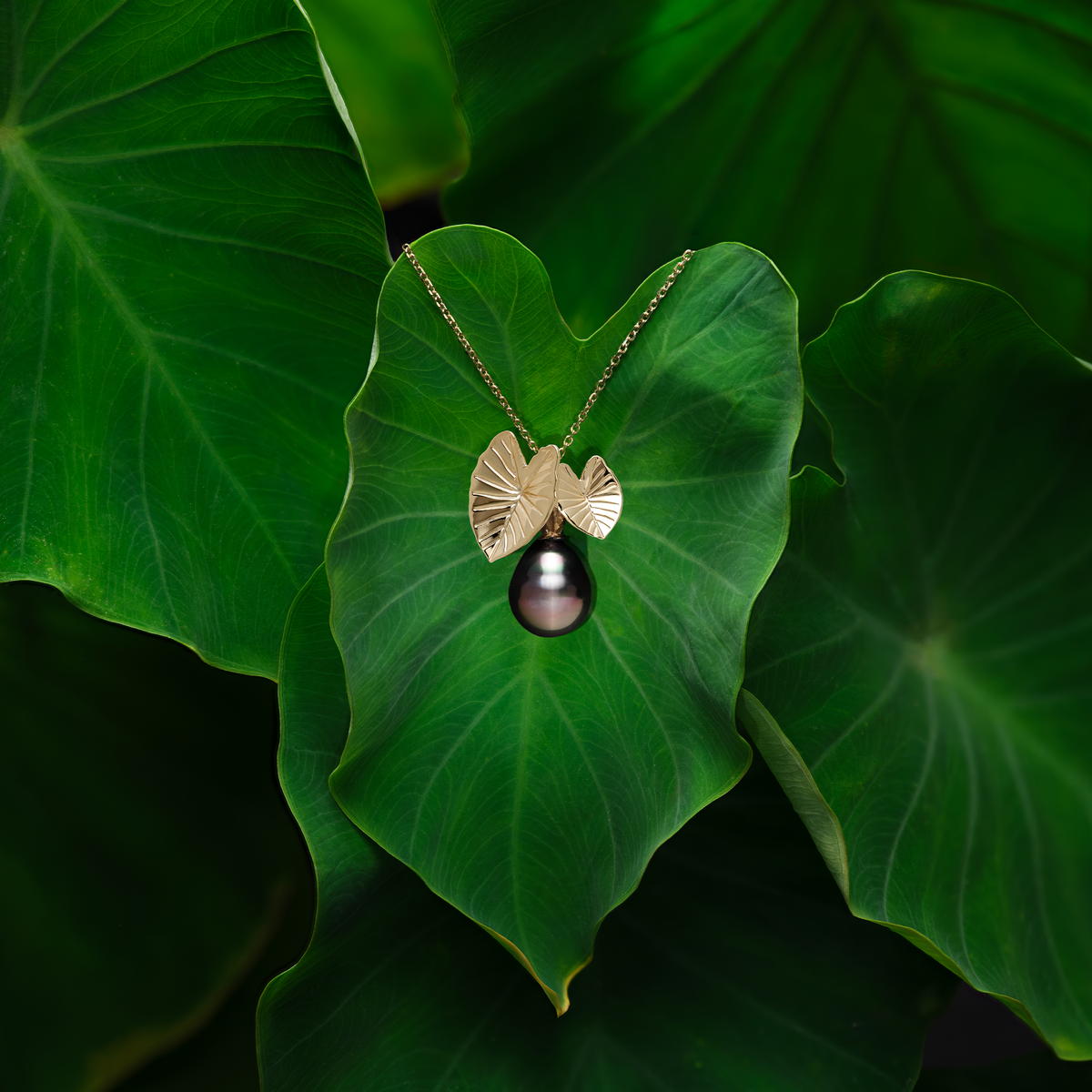 A 14k yellow gold kalo pendant with two leaves and a baroque Tahitian black pearl on a cable chain, hanging from a kalo leaf with kalo leaves surrounding it
